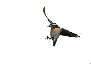 Whinchat, Saxicola rubetra
