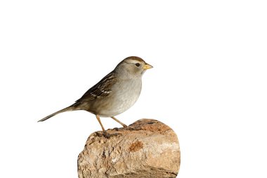 Beyaz - taçlı sparrow, zonotrichia leucophrys