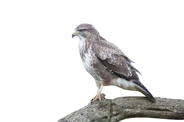 Yaygın Şahin, Buteo buteo — Stok fotoğraf