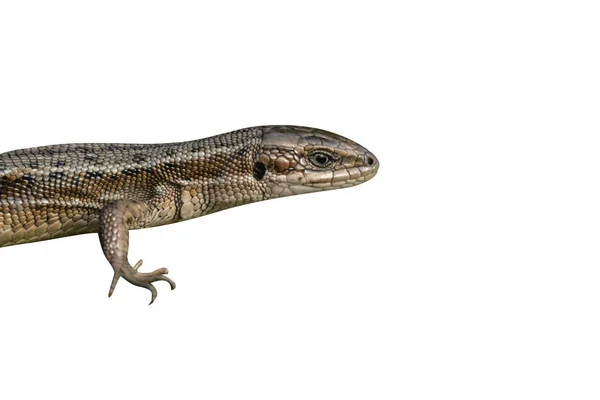 Lagarto Comum, Lacerta vivipara , — Fotografia de Stock