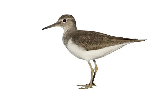 Κοινή sandpiper, tringa hypoleucos — Φωτογραφία Αρχείου