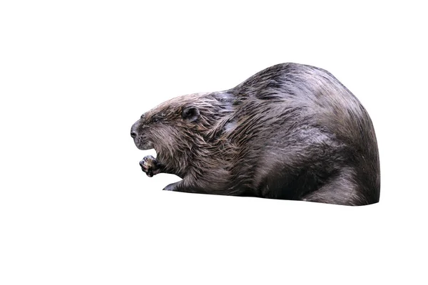 EUROPEAN BEAVER, Castor fiber — Stock Photo, Image