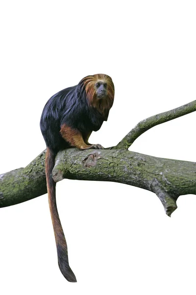 Golden-headed tamarin, Leontideus rosalia chrysomelas — Zdjęcie stockowe