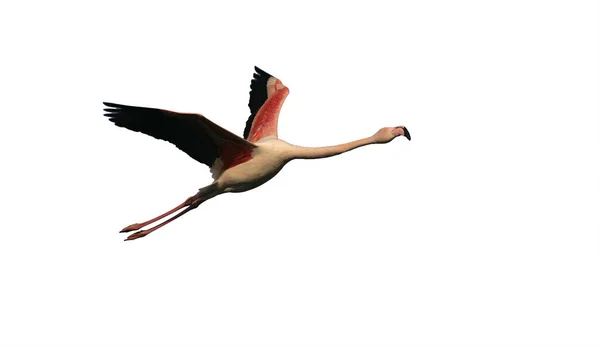 Grand flamant rose, Phoenicopterus ruber — Photo