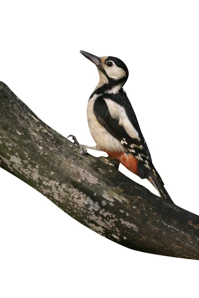 Great-spotted woodpecker, Dendrocopos majo — Stock Photo, Image