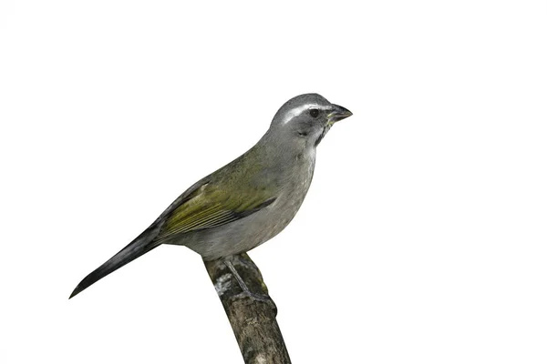 Green-winged saltator, Saltator similis — Stock Photo, Image