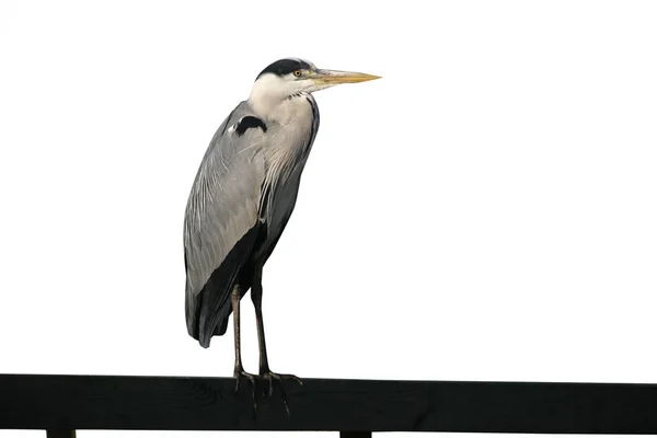 Héron gris, Ardea cinerea — Photo