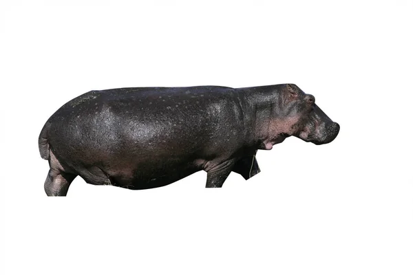 Flodhäst, hippopotamus amphibius — Stockfoto