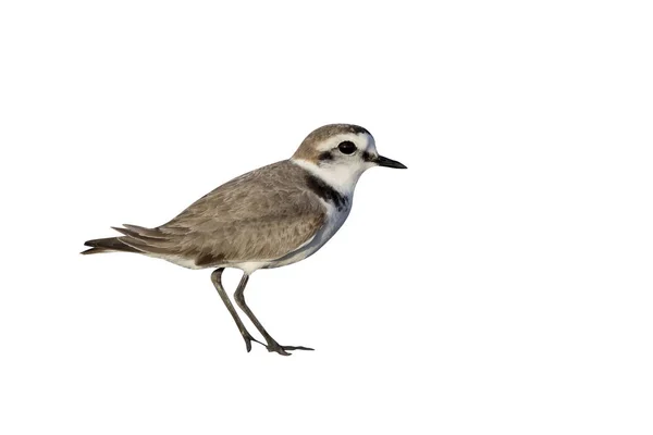 Kentish plover, Charadrius alexandrinus — Stock Photo, Image