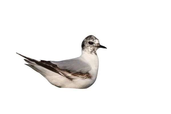 Little gull, Larus minutus — Stock Photo, Image