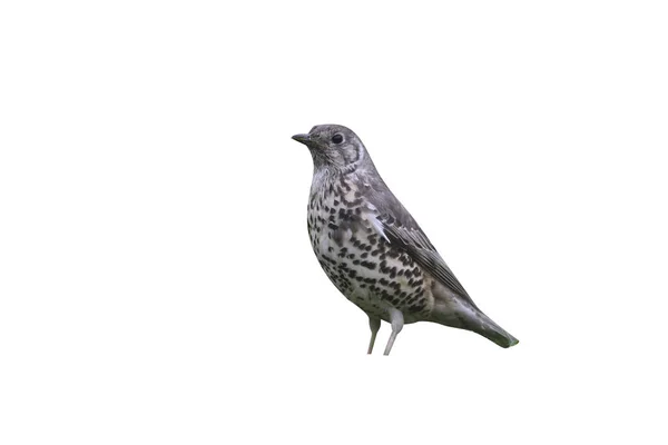 Mistle 아구창 turdus viscivorus — 스톡 사진