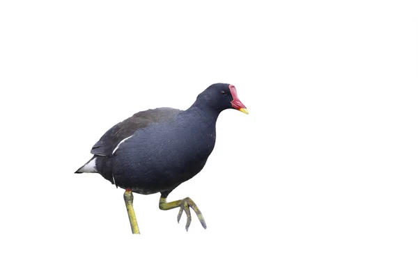 Moorhen, Gallinula chloropus — Stock Photo, Image