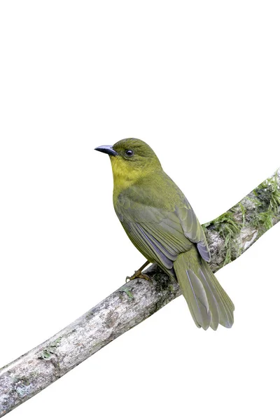 Olivgrön tangara, orthogonys chloricterus — Stockfoto