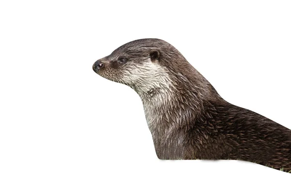 Otter, Lutra lutra — Stockfoto