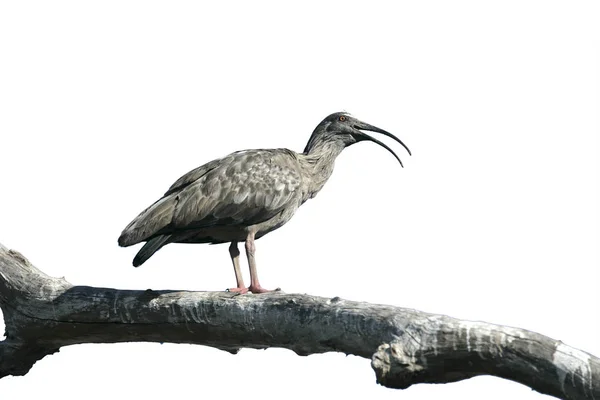 Hotel ibis plumbea, theristicus caerulescens — Foto de Stock