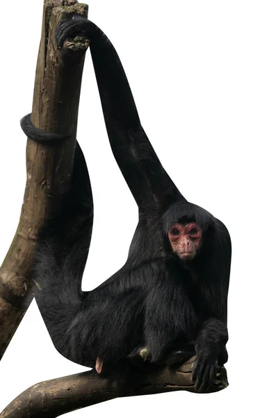 Macaco-aranha de cara vermelha, Ateles paniscus — Fotografia de Stock