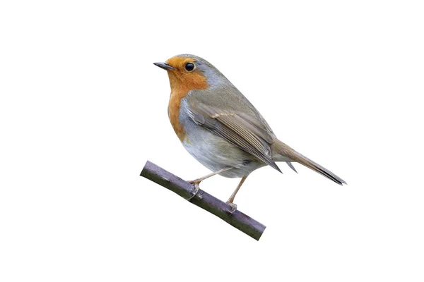 Robin, Erithacus rubecula — Stok fotoğraf