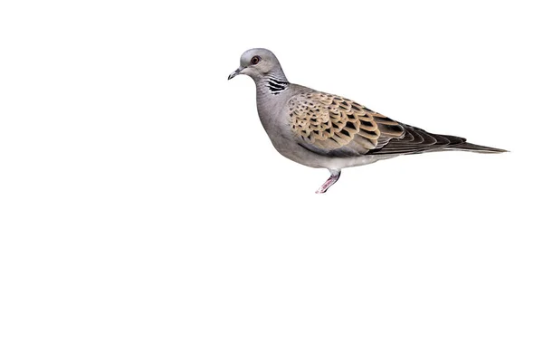 Turtle dove, Streptopelia turtur — Stock Photo, Image