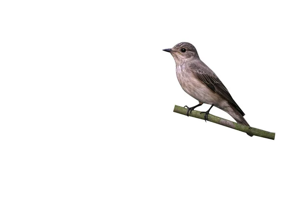 Lejsek, muscicapa striata — Stock fotografie