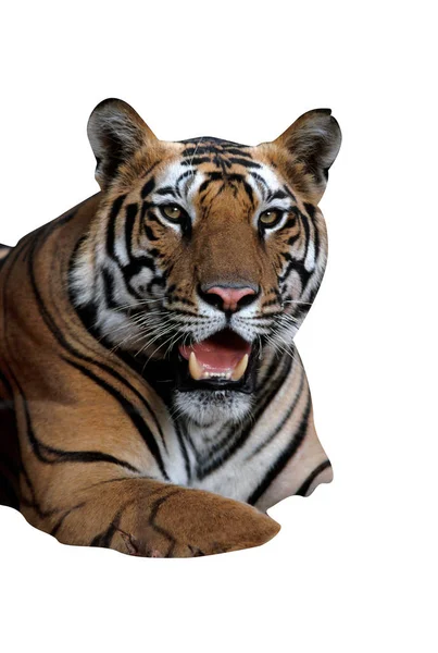 Tygrys, panthera tigris, — Zdjęcie stockowe