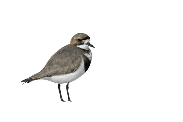 Två-banded strandpipare charadrius falklandicus — Stockfoto