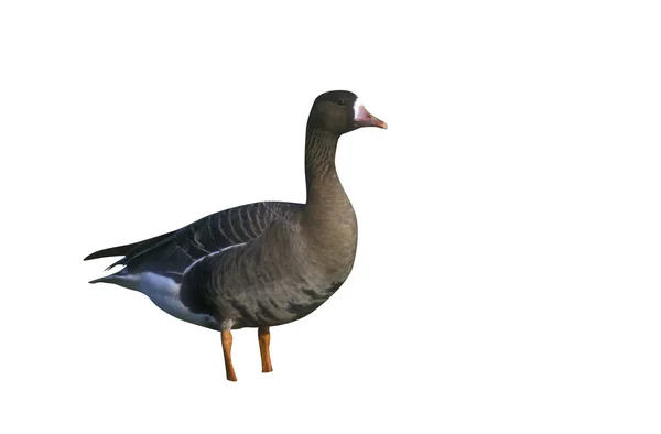 White-fronted goose, Anser albifrons — Stock Photo, Image