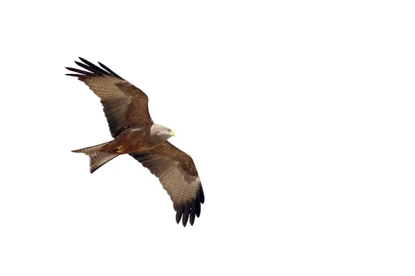 Yellow-billed kite, Milvus aegyptius — Stockfoto