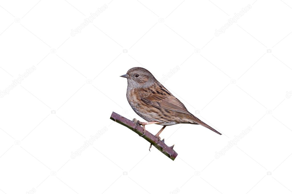 Dunnock, Prunella modularis