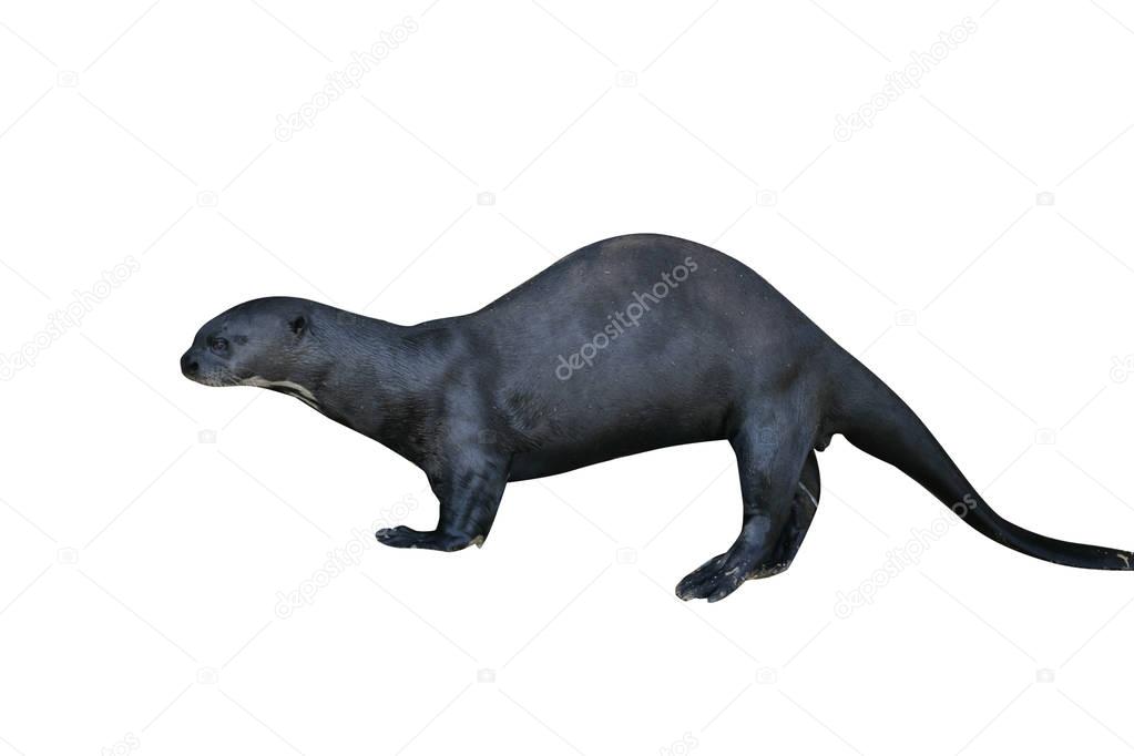 Giant-river otter,  Pteronura brasiliensis
