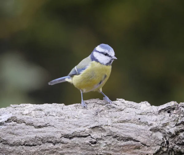 蓝雀，cyanistes 鸢 — 图库照片