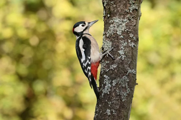 Strakapoud velký, dendrocopos major — Stock fotografie