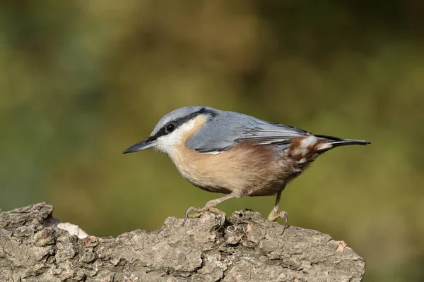 Nuthatch,  Sitta europaea — Stock Photo, Image