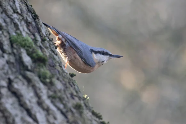 Brhlíka, sitta europaea — Stock fotografie