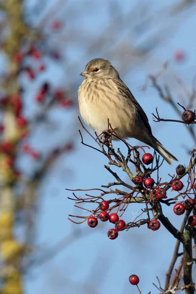 Linotte mélodieuse, carduelis cannabina — Photo