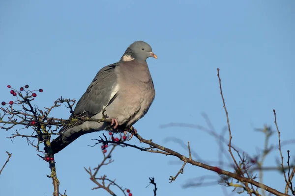Pigeon des bois, Columba palumbus — Photo