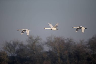 Bewicks kuğu, kuğu columbianus bewickii