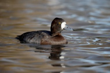 büyük scaup, aythya marila