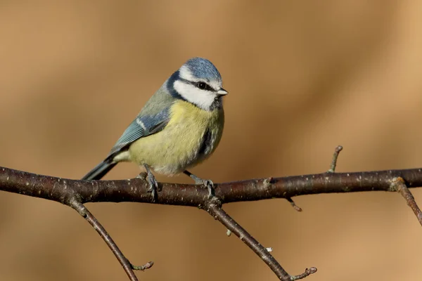 蓝雀，cyanistes 鸢 — 图库照片