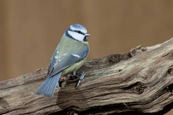 Blaumeise, Cyanistes caeruleus — Stockfoto