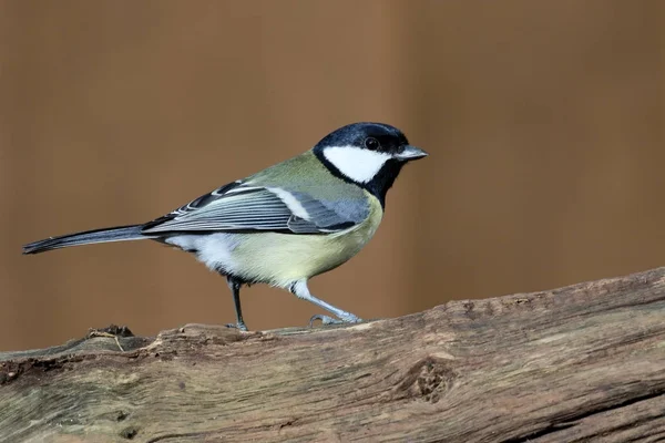 Grande teta, Parus Major — Fotografia de Stock