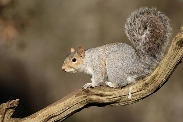 Grey squirrel, Sciurus carolinensis — Stock Photo, Image