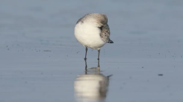 Sanderling,Calidris alba, — Αρχείο Βίντεο