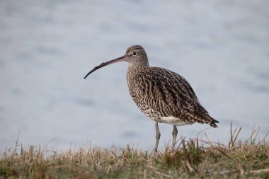 kocagöz, numenius arquata