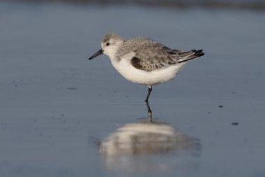 Sanderling, Calidris alba