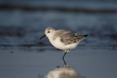 Sanderling, Calidris alba