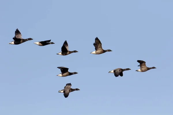Brent goose, Branta bernicla — Zdjęcie stockowe