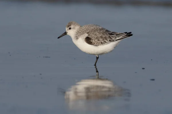 Sandlöpare, calidris alba — Stockfoto