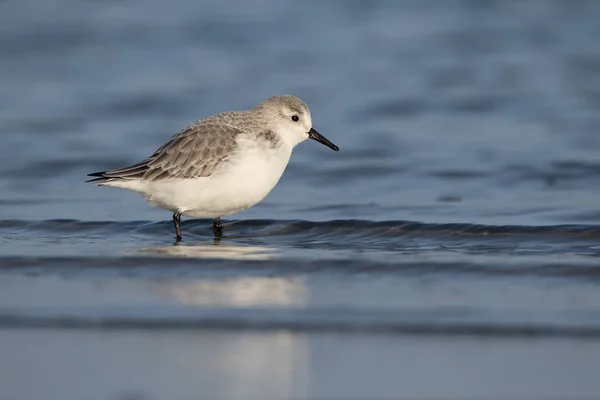 Sandlöpare, calidris alba — Stockfoto