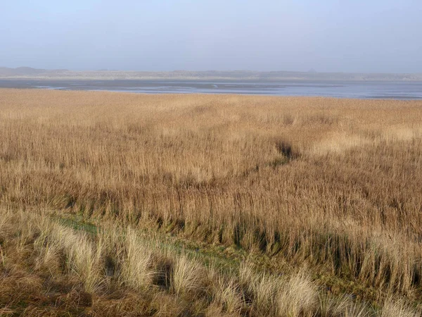 Dunes of Texel Nationalpark - Stock-foto