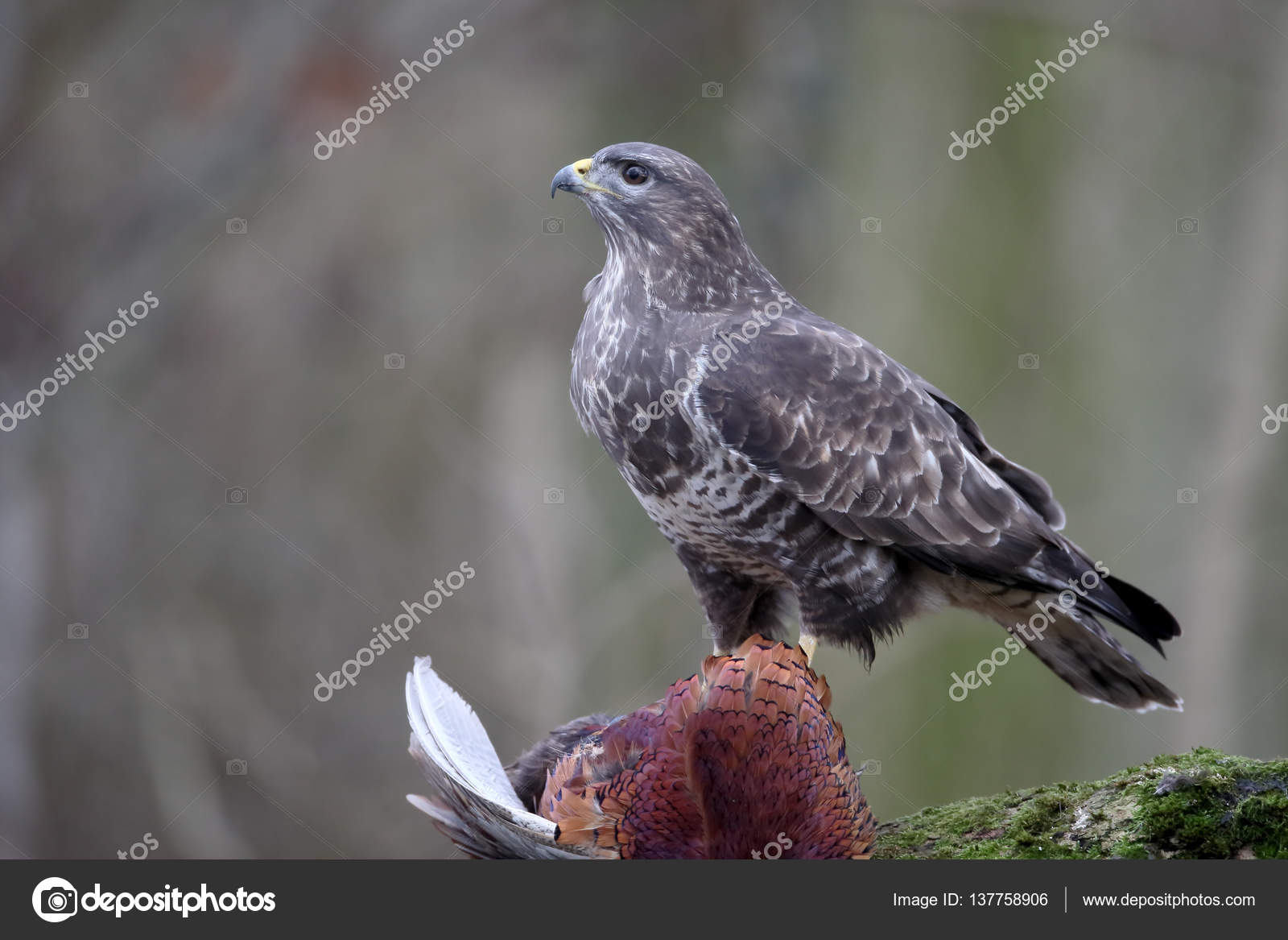 Káně lesní, buteo buteo — Stock Fotografie © mikelane45 #137758906 Buteo Buteo